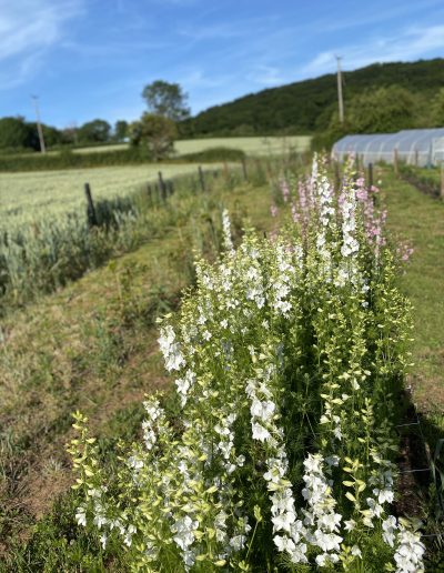 Naturally grown eco flowers ledbury